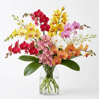 Orchids
